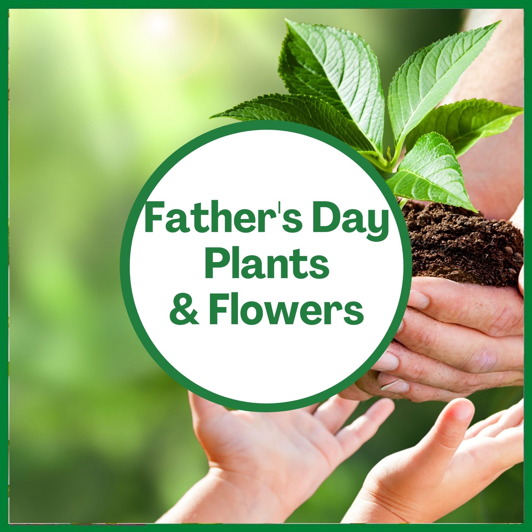 Order Father's Day Plants, Flowers & Gifts